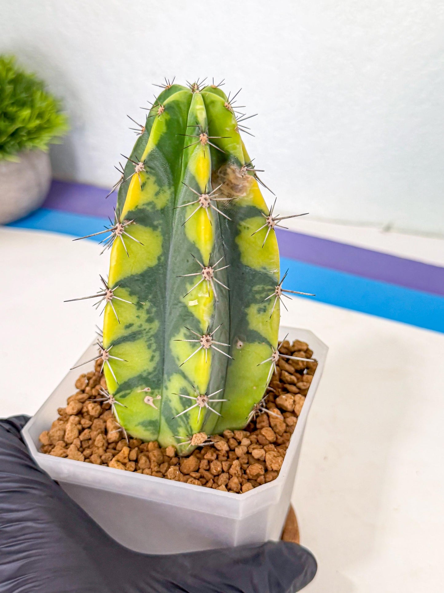 Stenosereus pruinosus Var (rr) | Rare Cactus