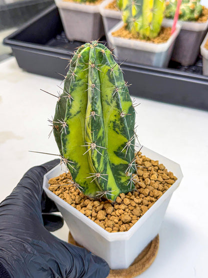 Stenosereus pruinosus Var (bb) | Rare Cactus