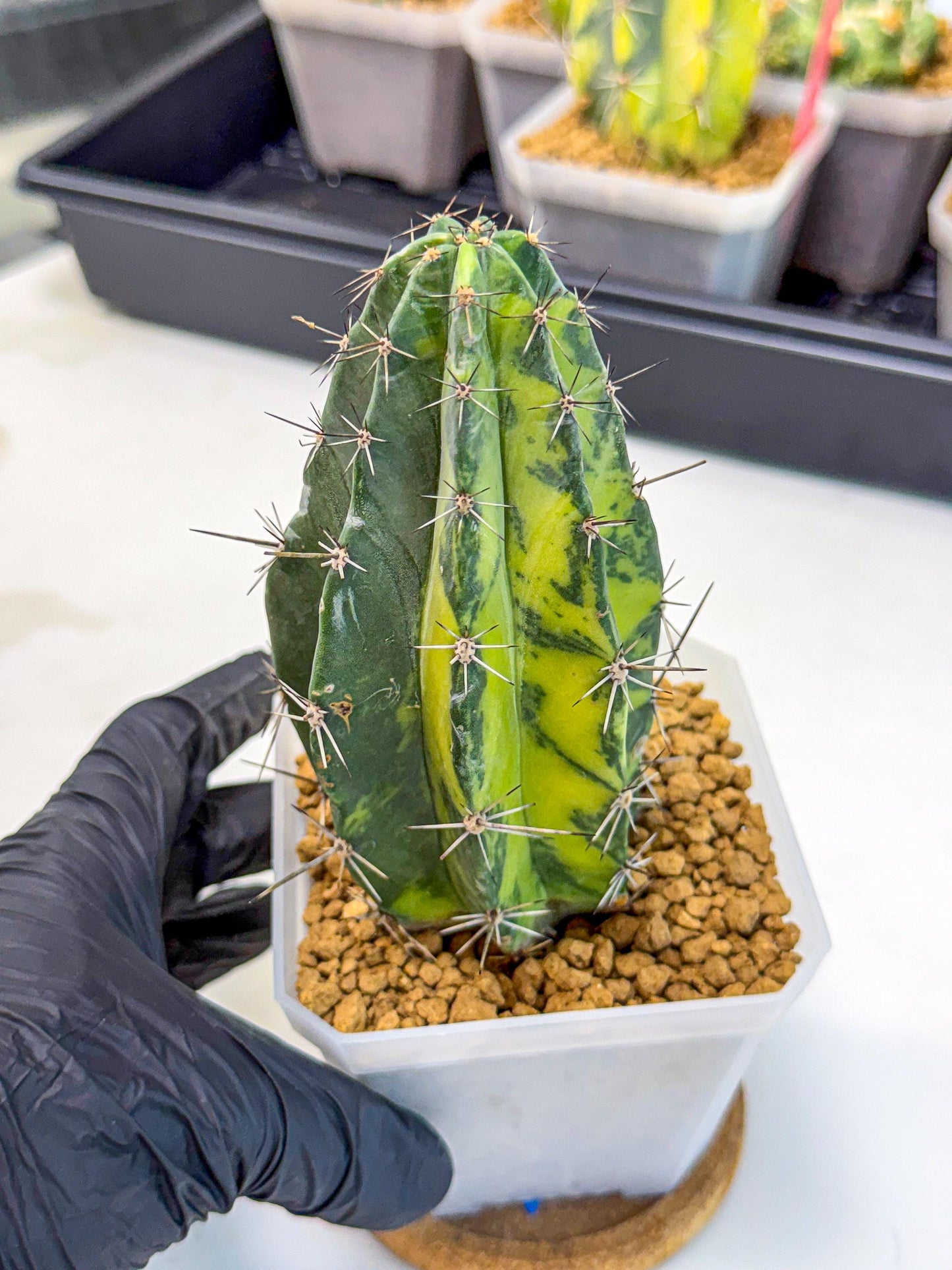Stenosereus pruinosus Var (bb) | Rare Cactus
