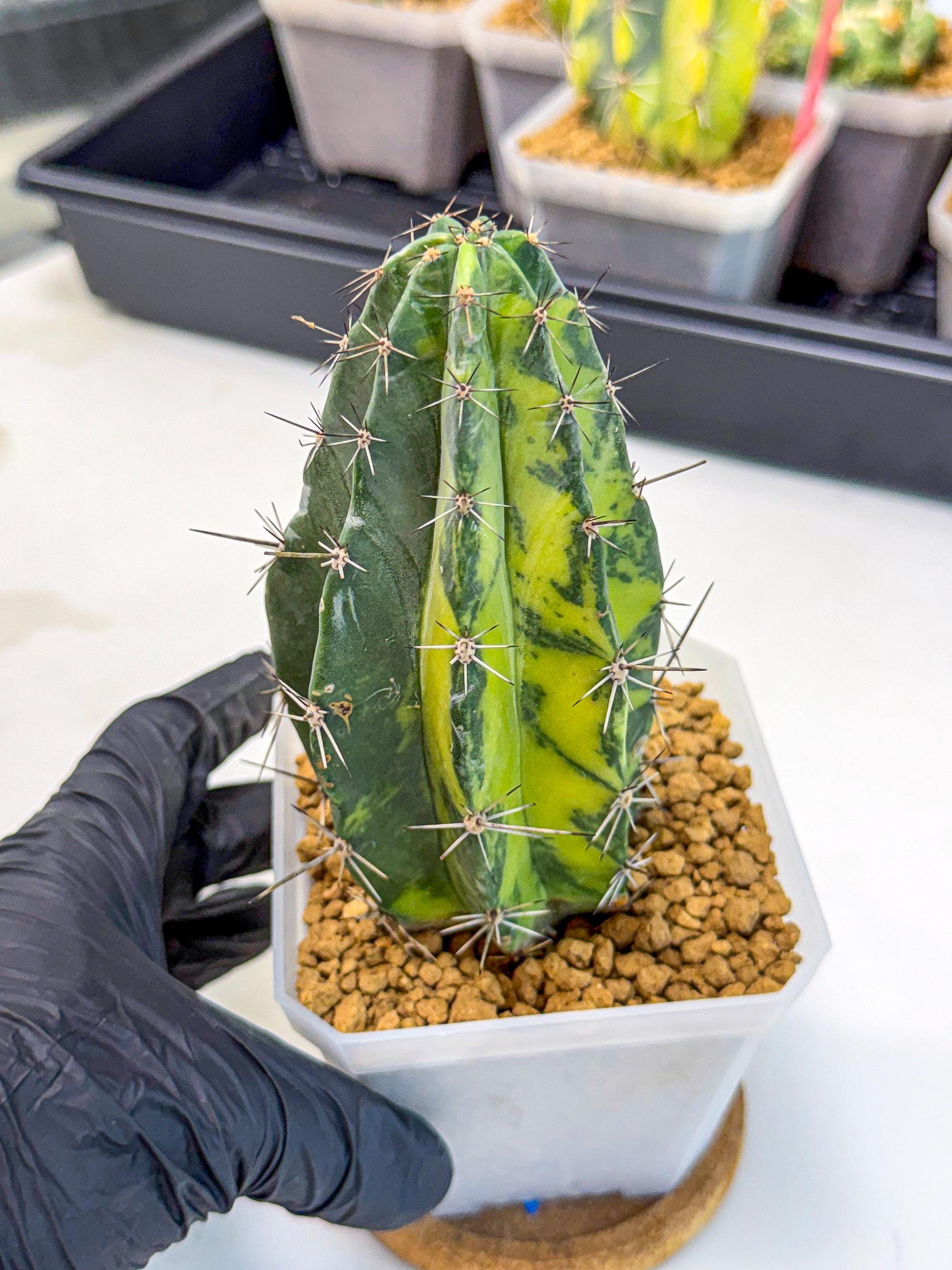 Stenosereus pruinosus Var (bb) | Rare Cactus