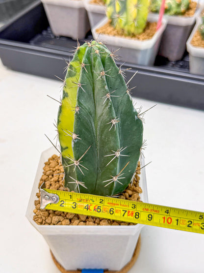 Stenosereus pruinosus Var (bb) | Rare Cactus