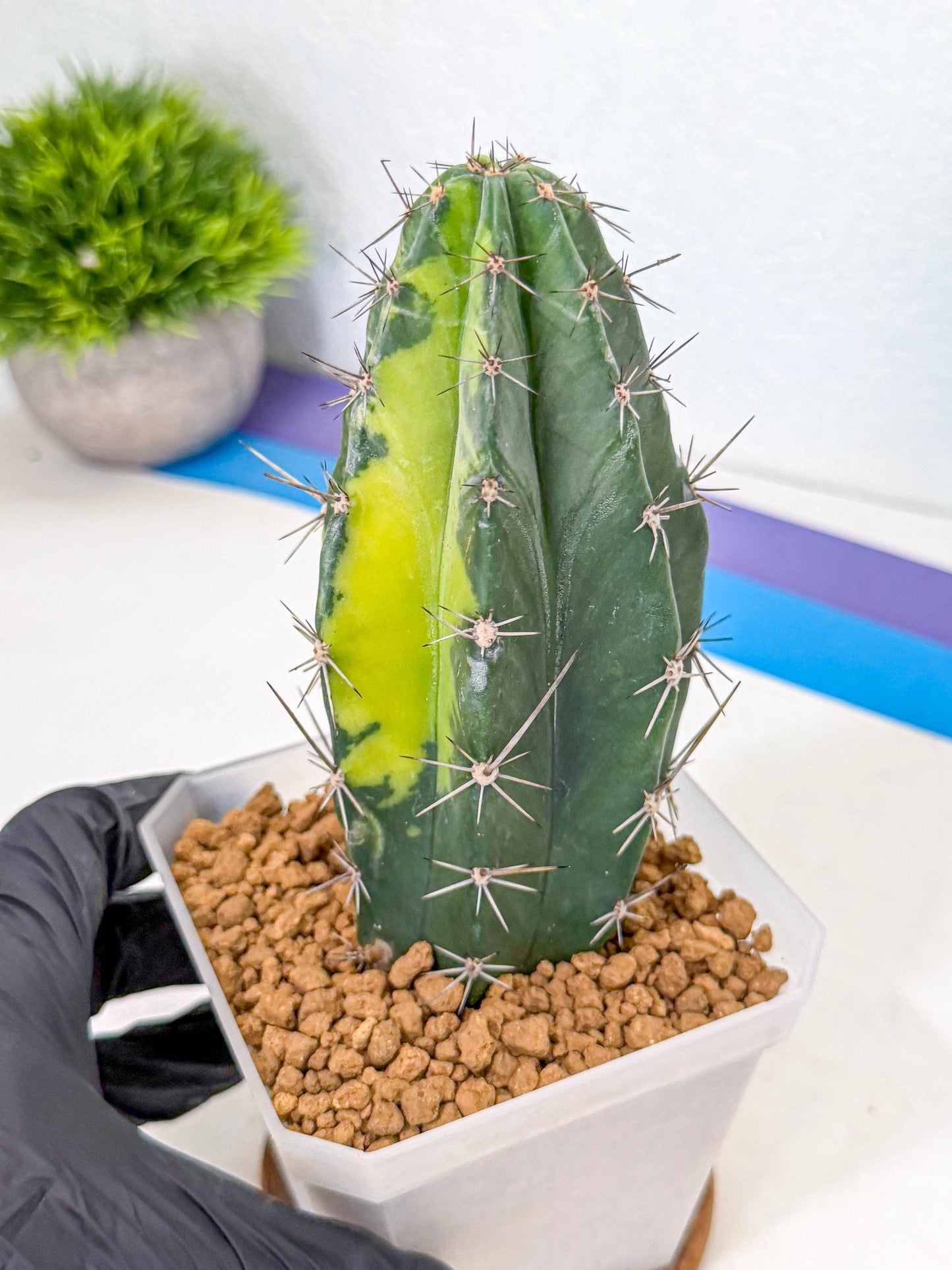 Stenosereus pruinosus Var (bb) | Rare Cactus