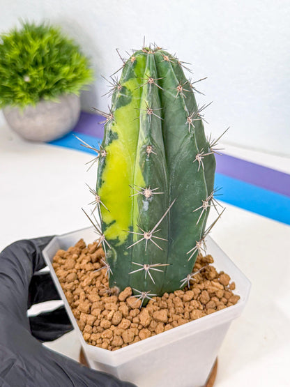 Stenosereus pruinosus Var (bb) | Rare Cactus
