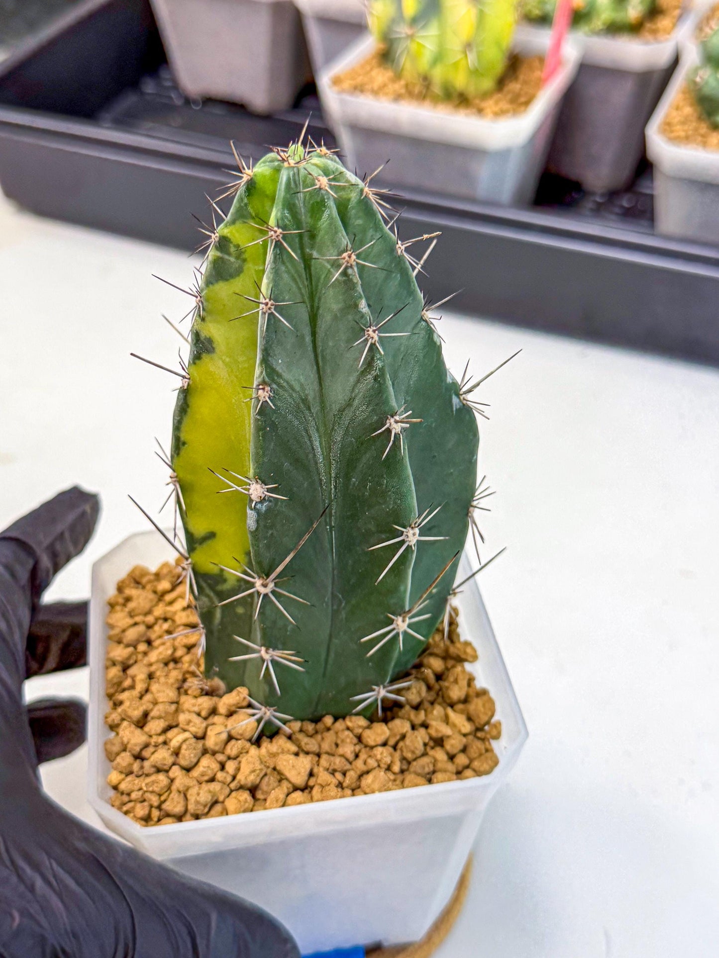 Stenosereus pruinosus Var (bb) | Rare Cactus