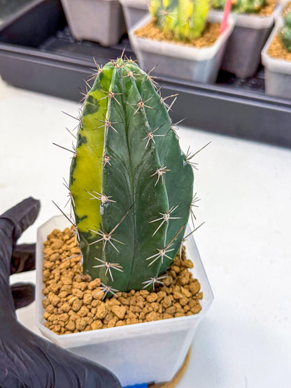 Stenosereus pruinosus Var (bb) | Rare Cactus