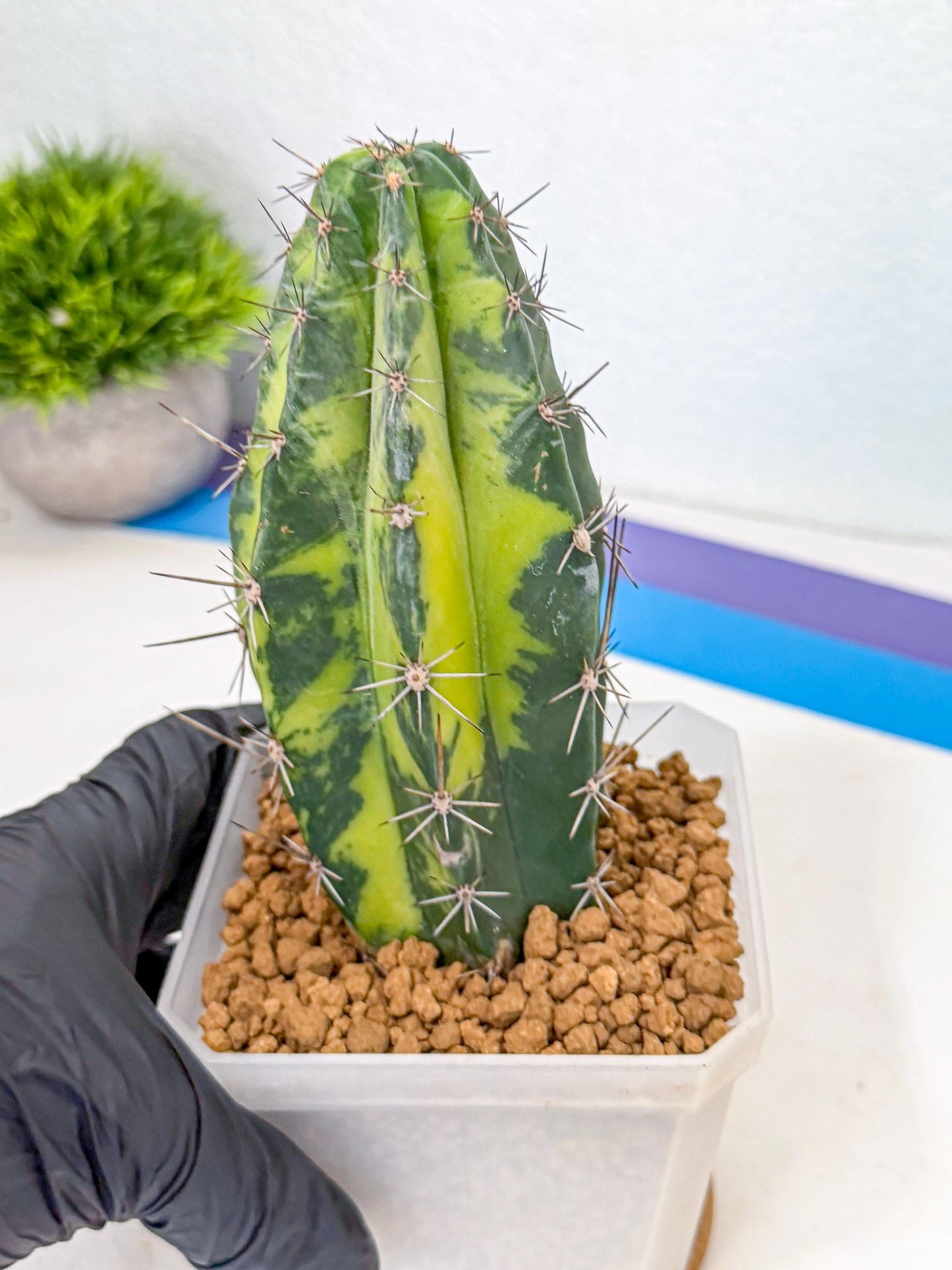 Stenosereus pruinosus Var (bb) | Rare Cactus