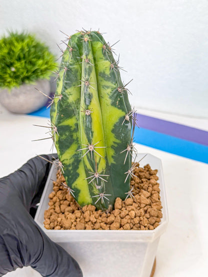 Stenosereus pruinosus Var (bb) | Rare Cactus