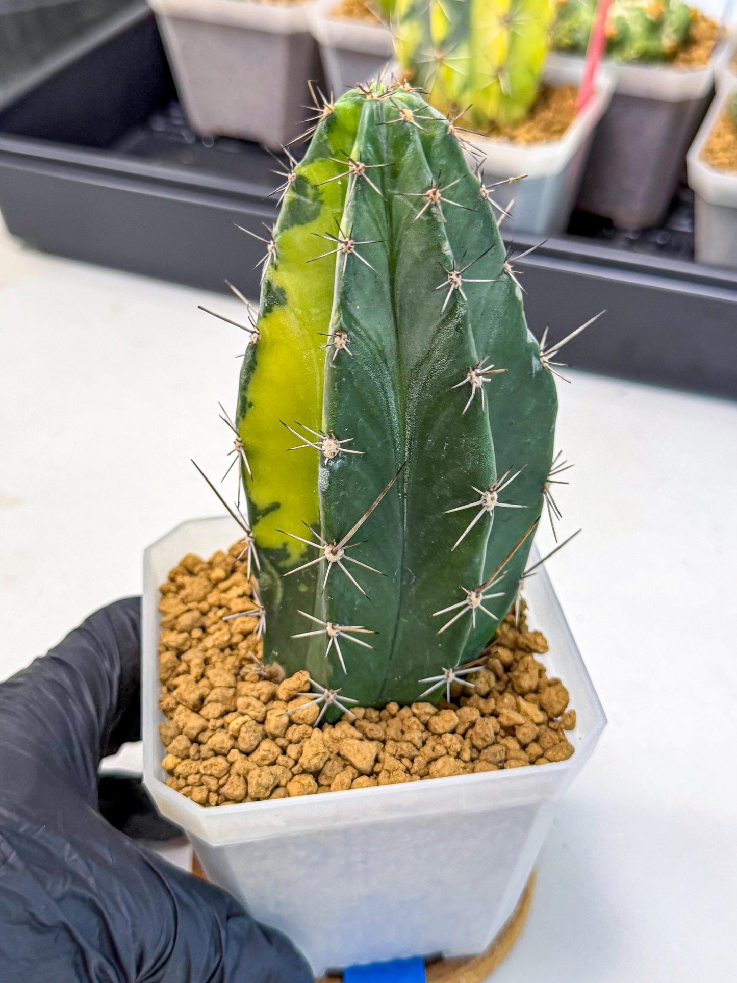 Stenosereus pruinosus Var (bb) | Rare Cactus