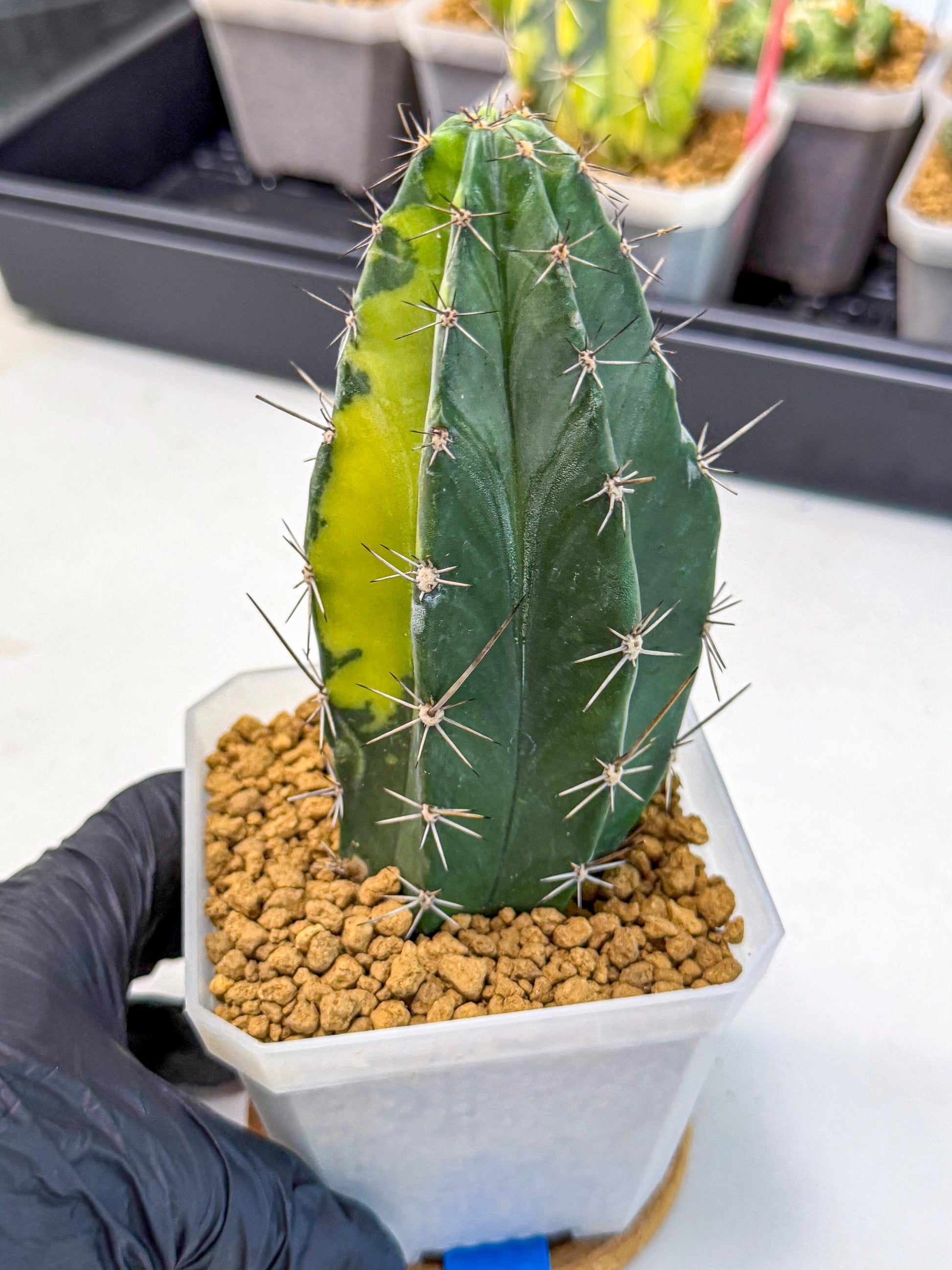 Stenosereus pruinosus Var (bb) | Rare Cactus
