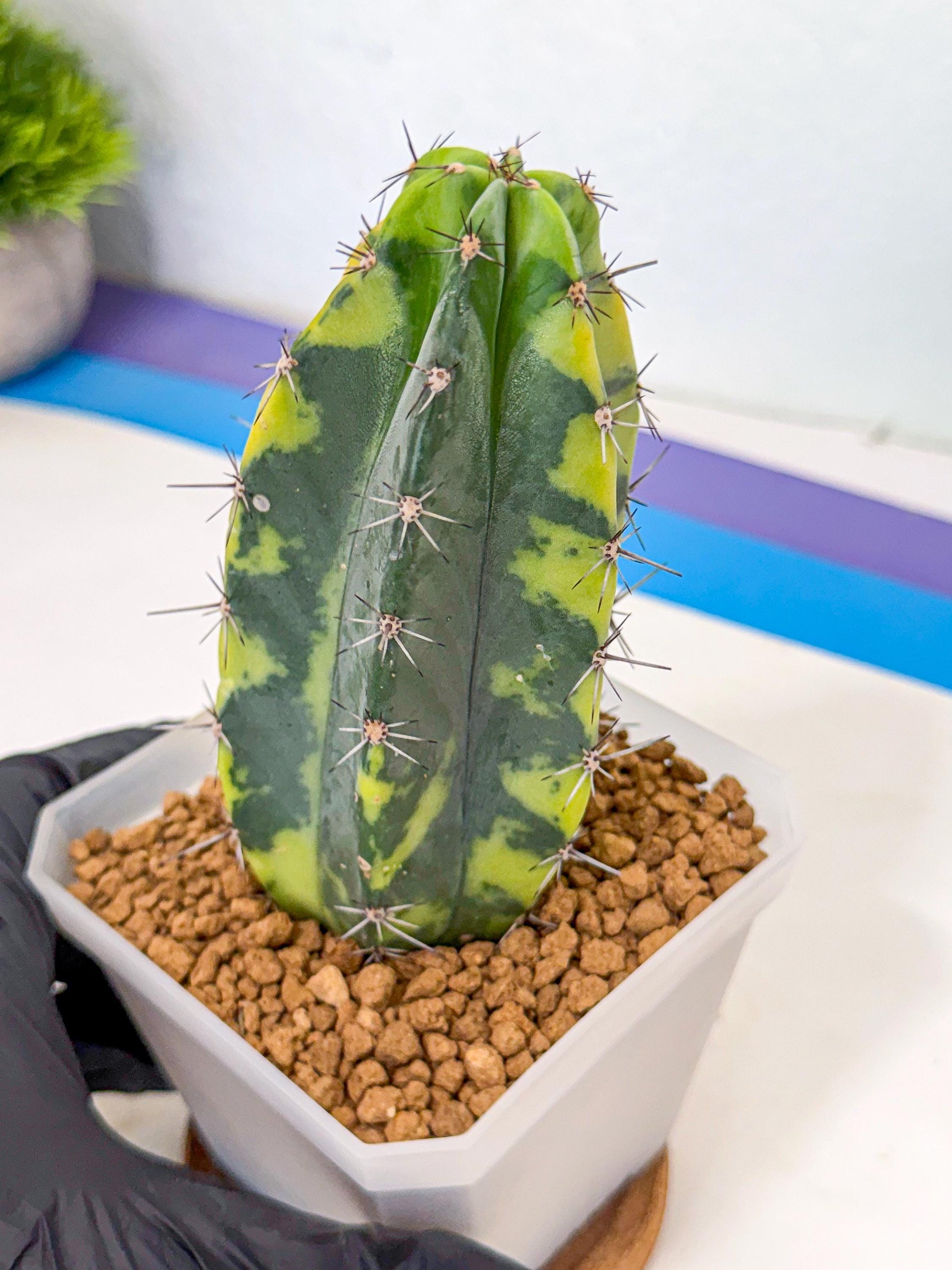 Stenosereus pruinosus Var (gg) | Rare Cactus