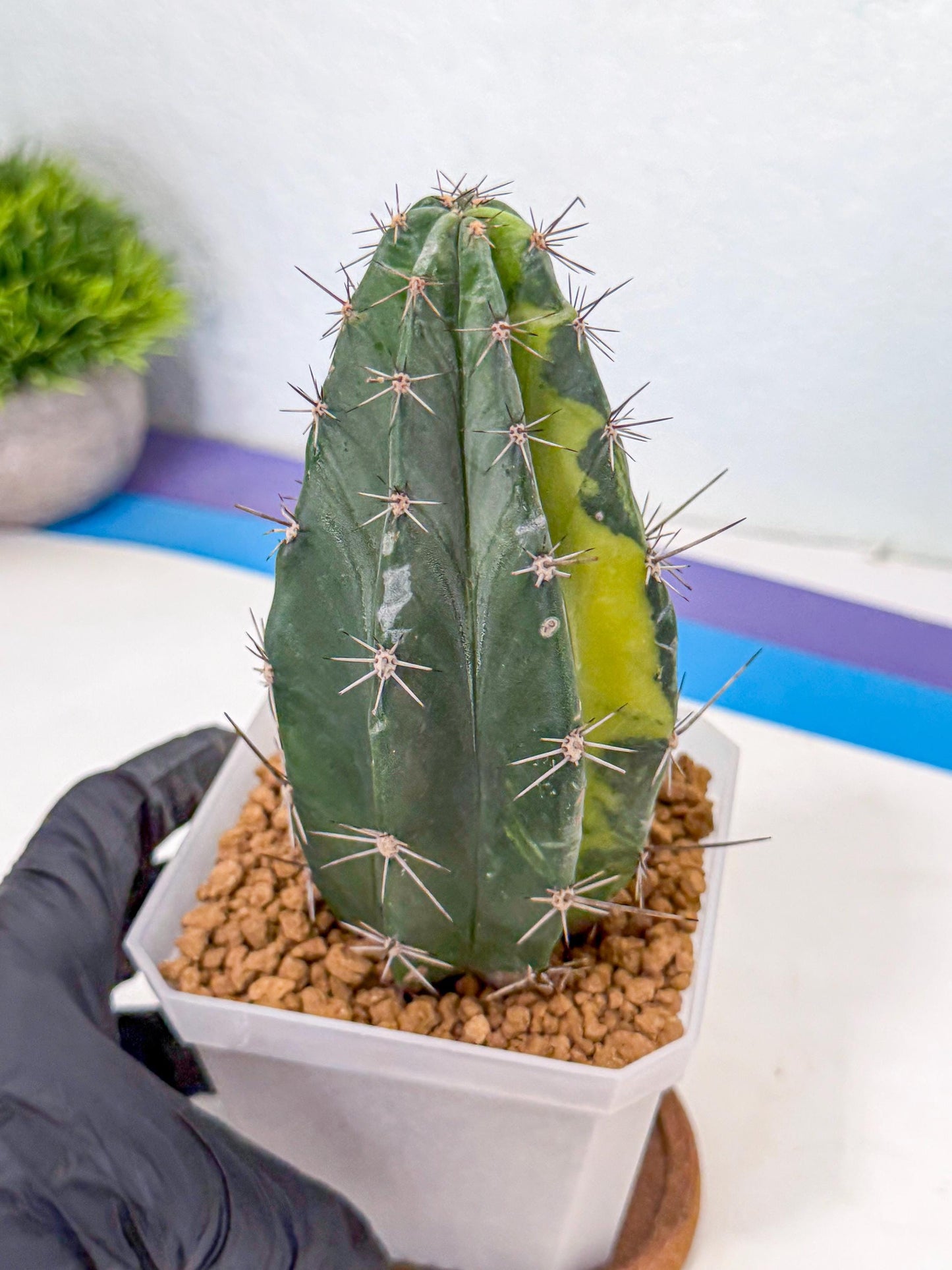 Stenosereus pruinosus Var (bb) | Rare Cactus