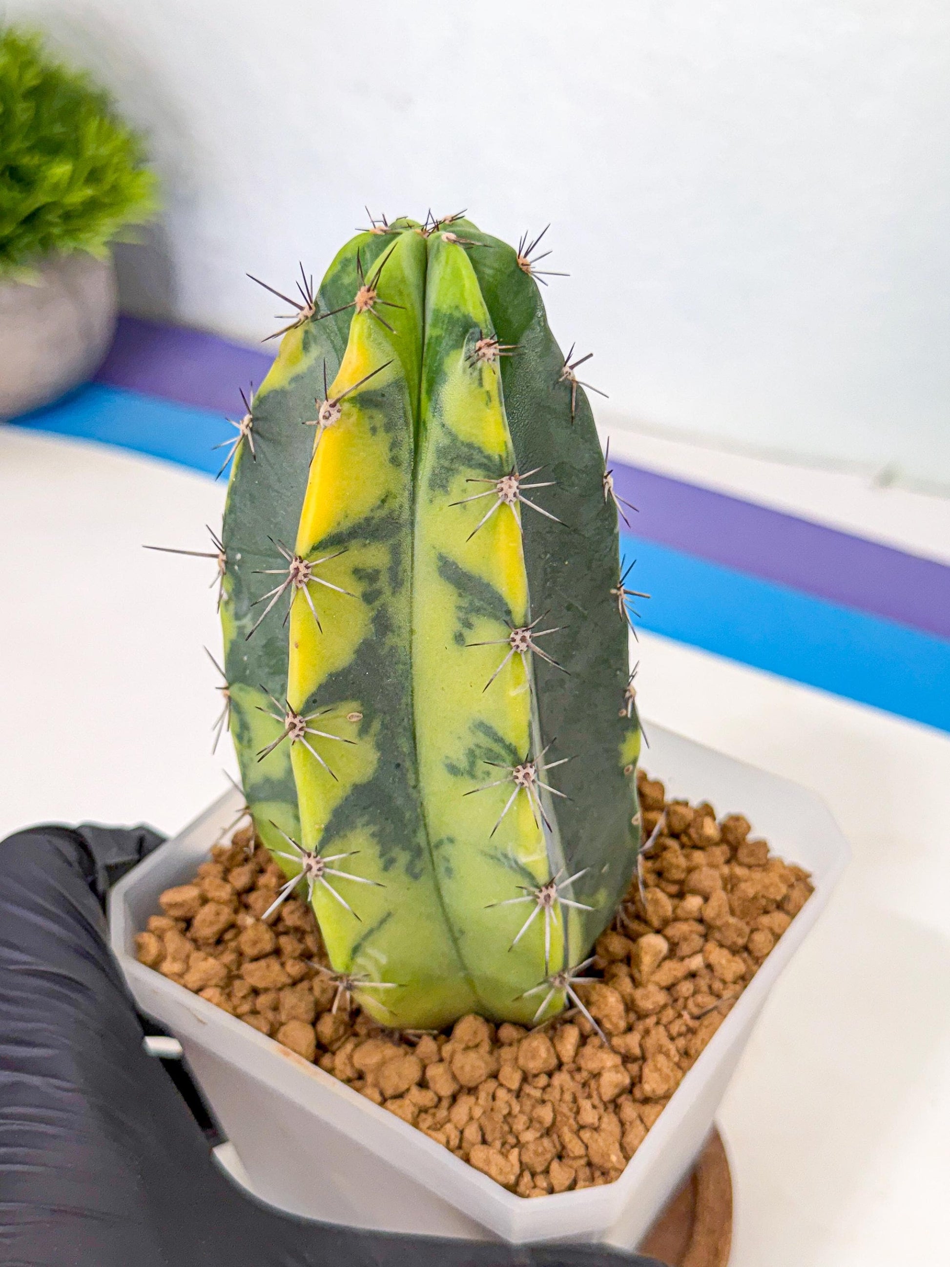 Stenosereus pruinosus Var (gg) | Rare Cactus