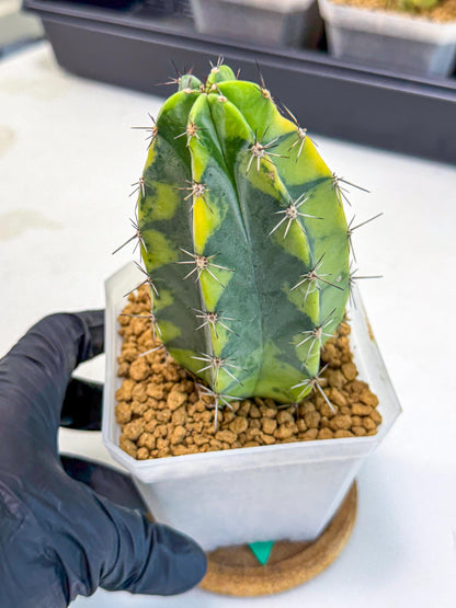 Stenosereus pruinosus Var (gg) | Rare Cactus