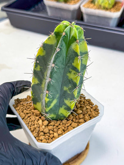 Stenosereus pruinosus Var (gg) | Rare Cactus