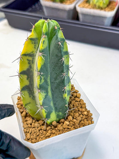 Stenosereus pruinosus Var (gg) | Rare Cactus