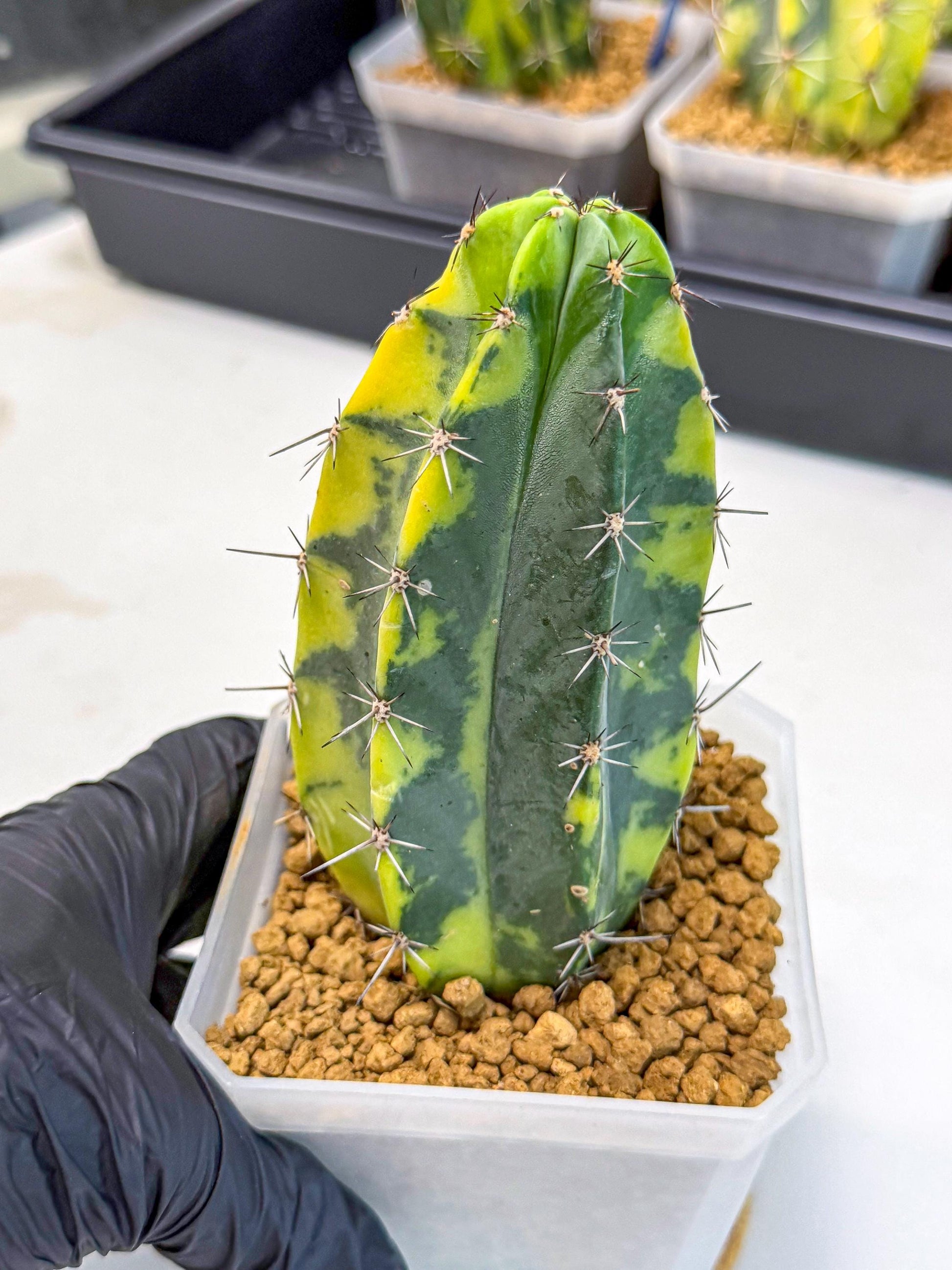 Stenosereus pruinosus Var (gg) | Rare Cactus
