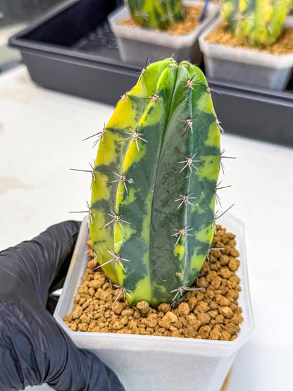 Stenosereus pruinosus Var (gg) | Rare Cactus