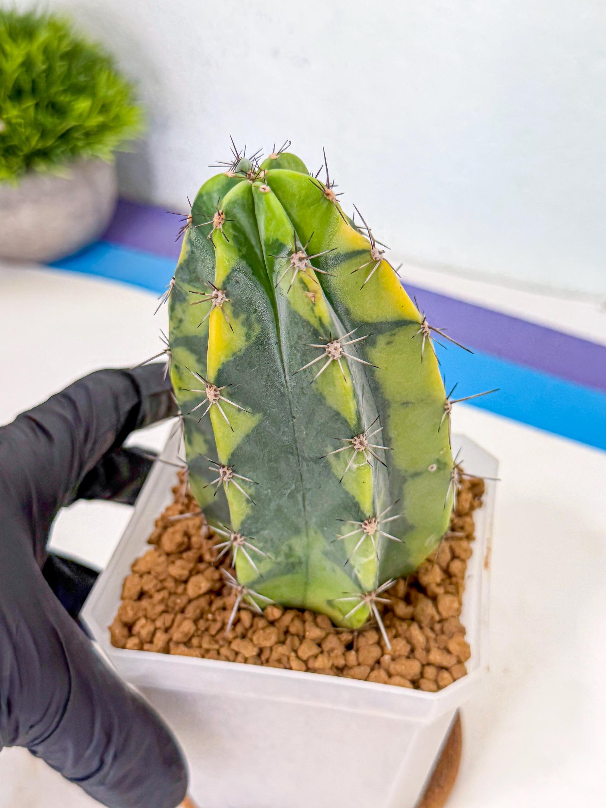 Stenosereus pruinosus Var (gg) | Rare Cactus