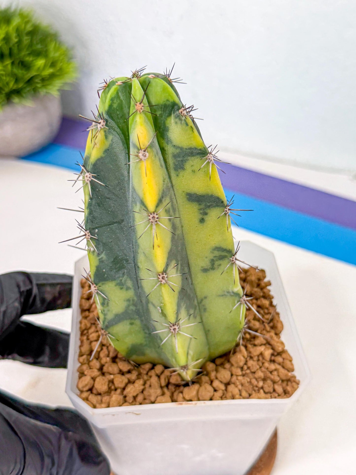Stenosereus pruinosus Var (gg) | Rare Cactus
