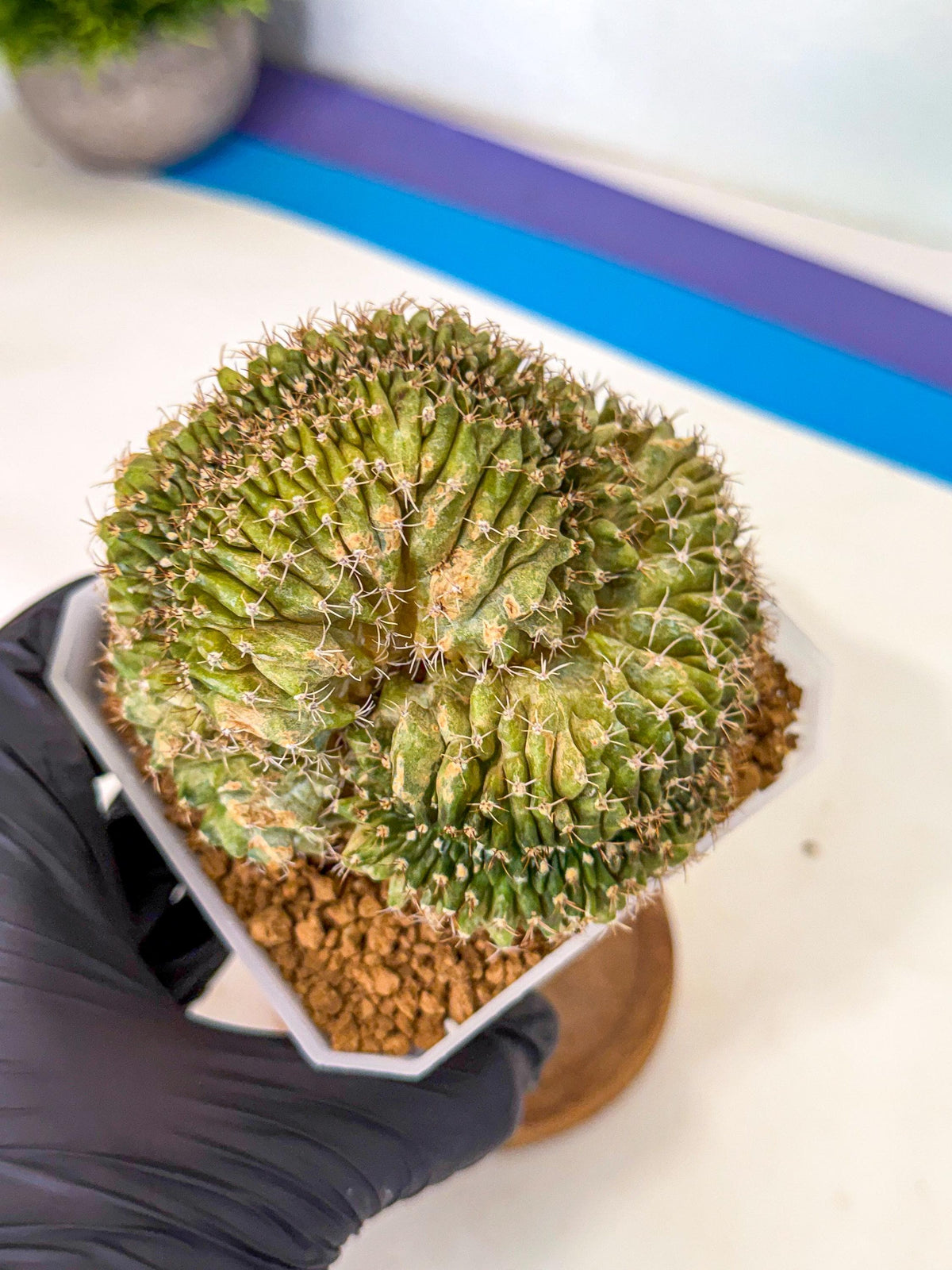 Gymnocalycium Crested (yy) | Rare Plants