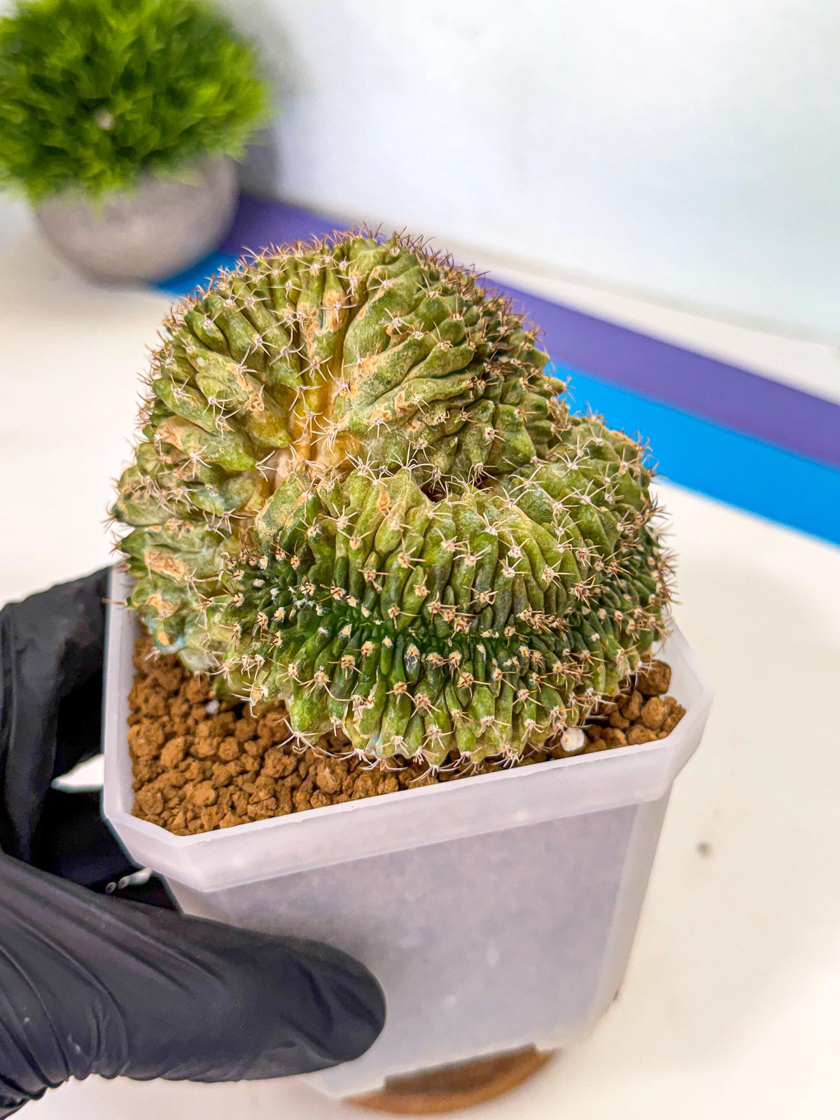 Gymnocalycium Crested (yy) | Rare Plants