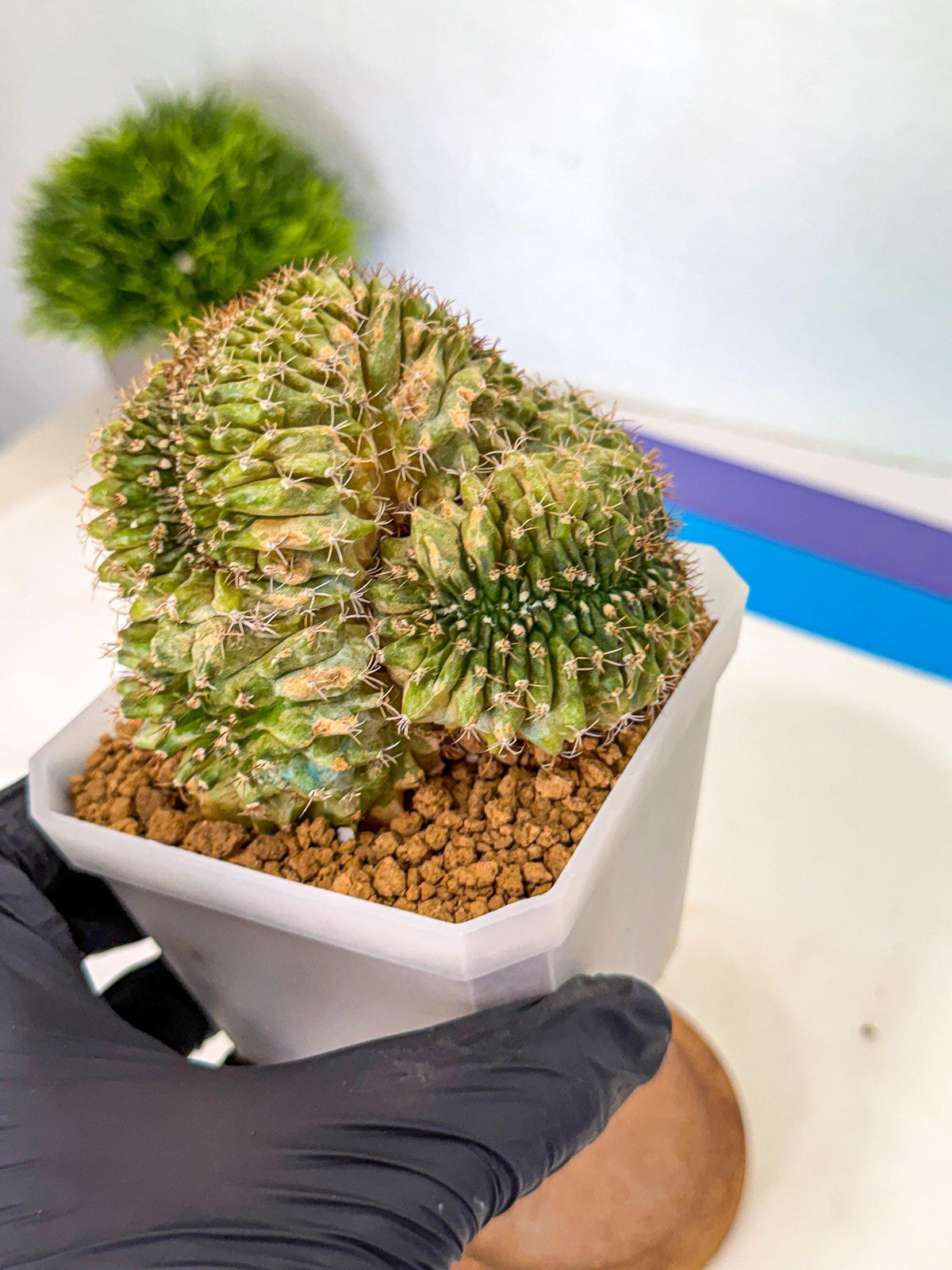 Gymnocalycium Crested (yy) | Rare Plants