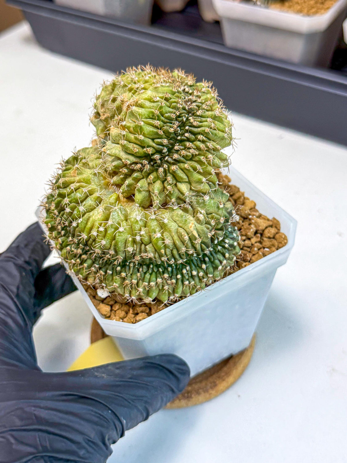 Gymnocalycium Crested (yy) | Rare Plants