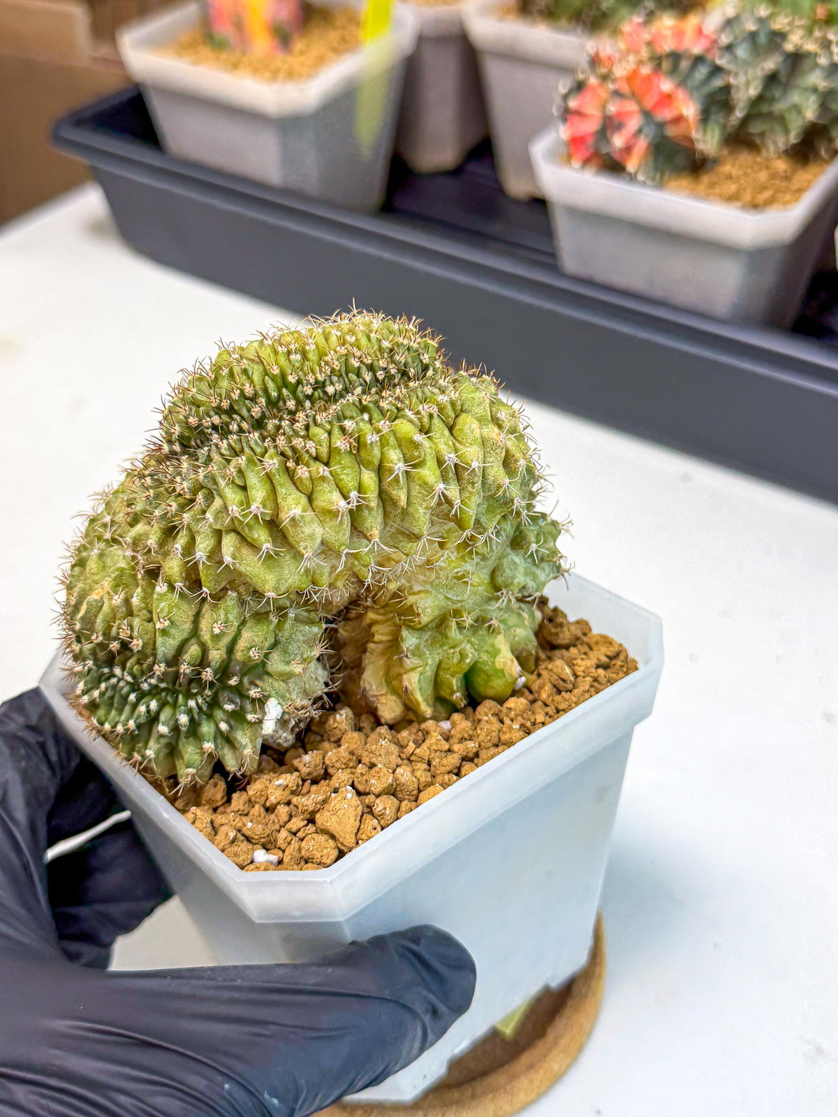 Gymnocalycium Crested (yy) | Rare Plants