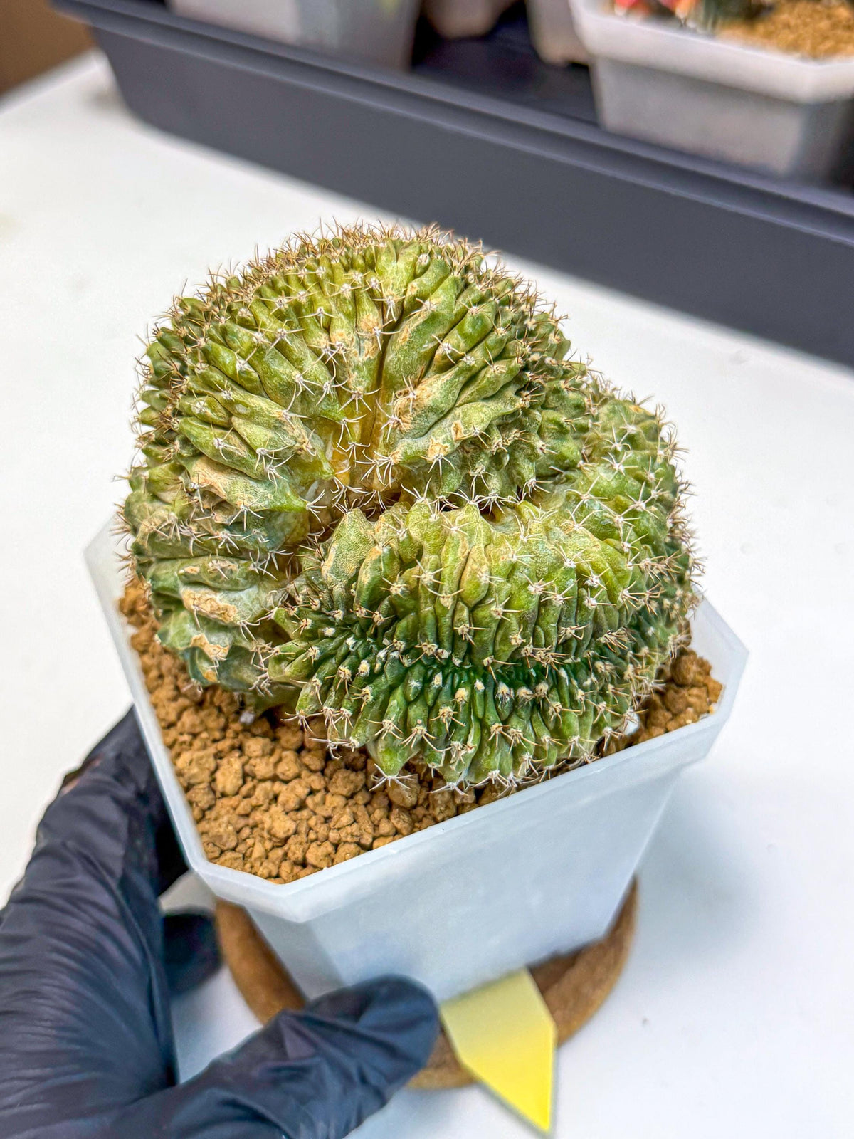 Gymnocalycium Crested (yy) | Rare Plants