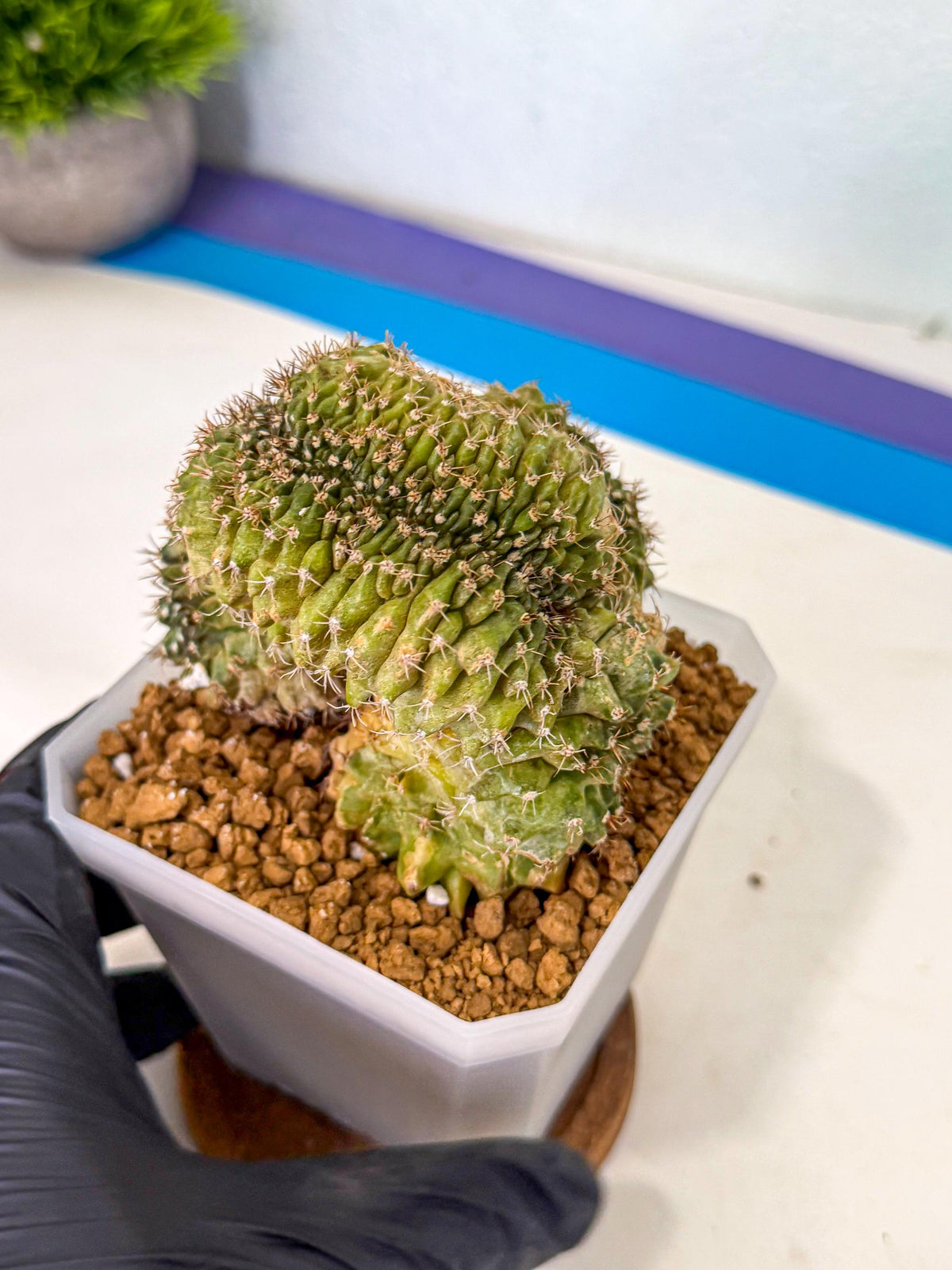 Gymnocalycium Crested (yy) | Rare Plants