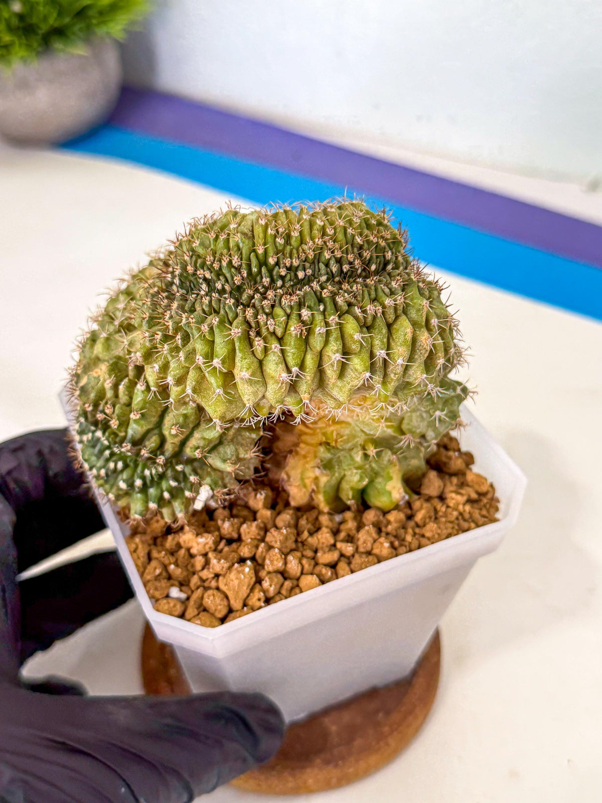 Gymnocalycium Crested (yy) | Rare Plants