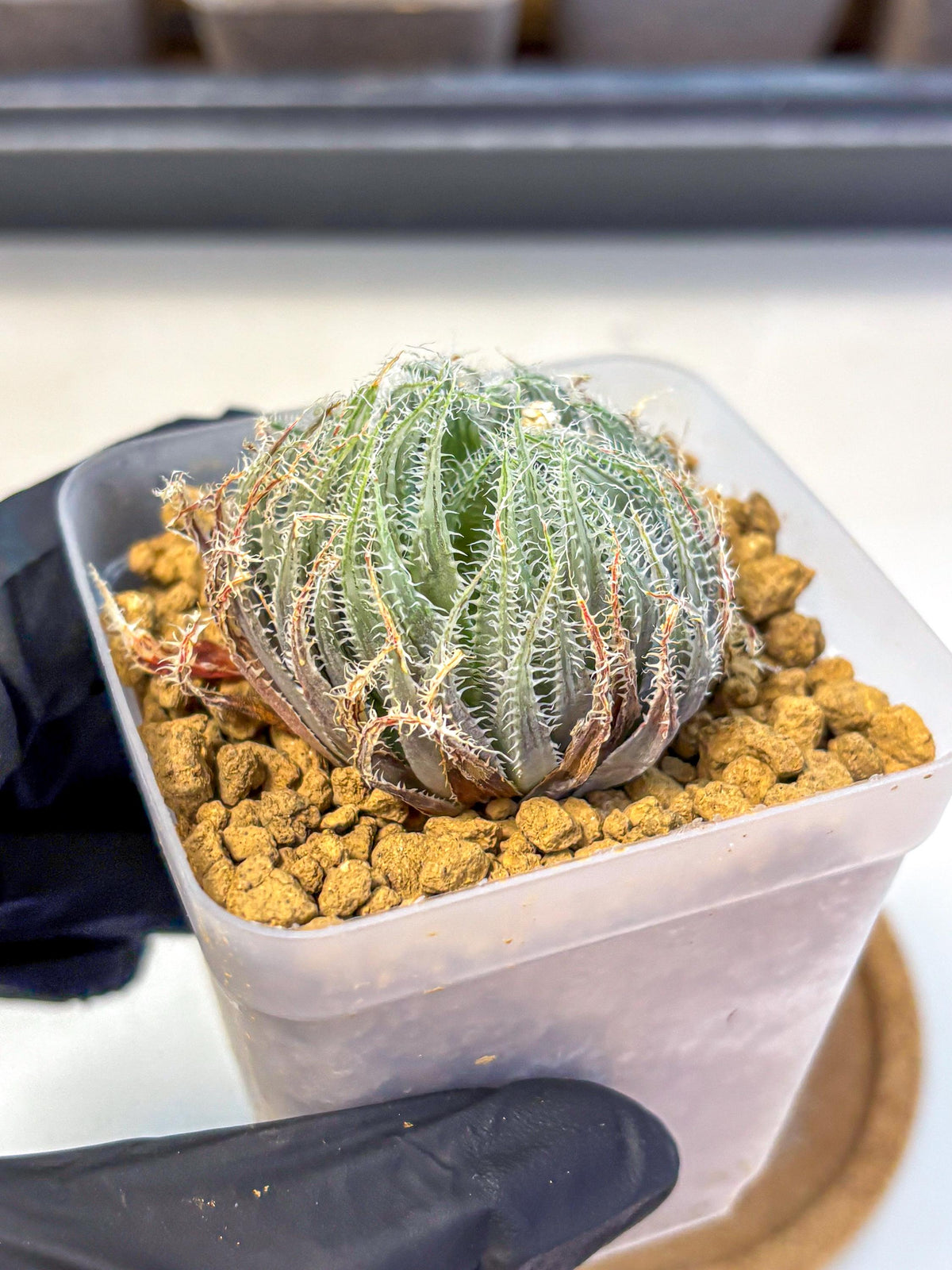 Haworthia Cummingii (wa8) (o1) | Easy Care Succulent