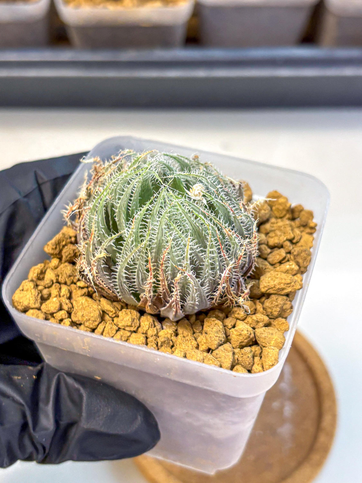 Haworthia Cummingii (wa8) (o1) | Easy Care Succulent