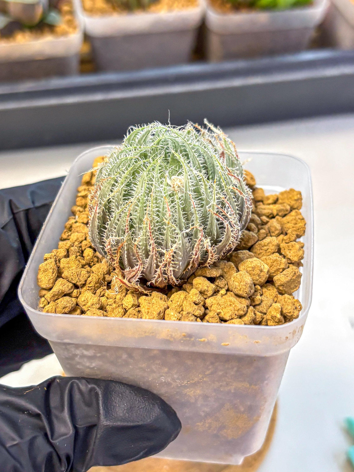 Haworthia Cummingii (wa8) (o1) | Easy Care Succulent