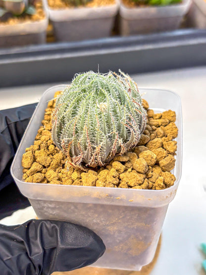 Haworthia Cummingii (wa8) (o1) | Easy Care Succulent