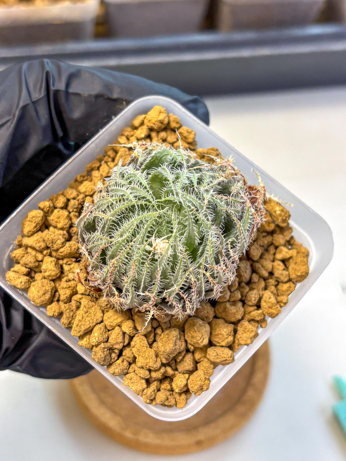 Haworthia Cummingii (wa8) (o1) | Easy Care Succulent