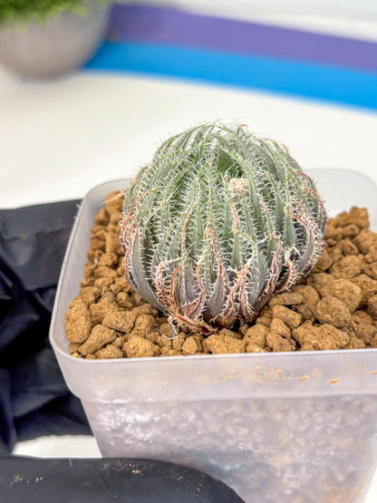 Haworthia Cummingii (wa8) (o1) | Easy Care Succulent