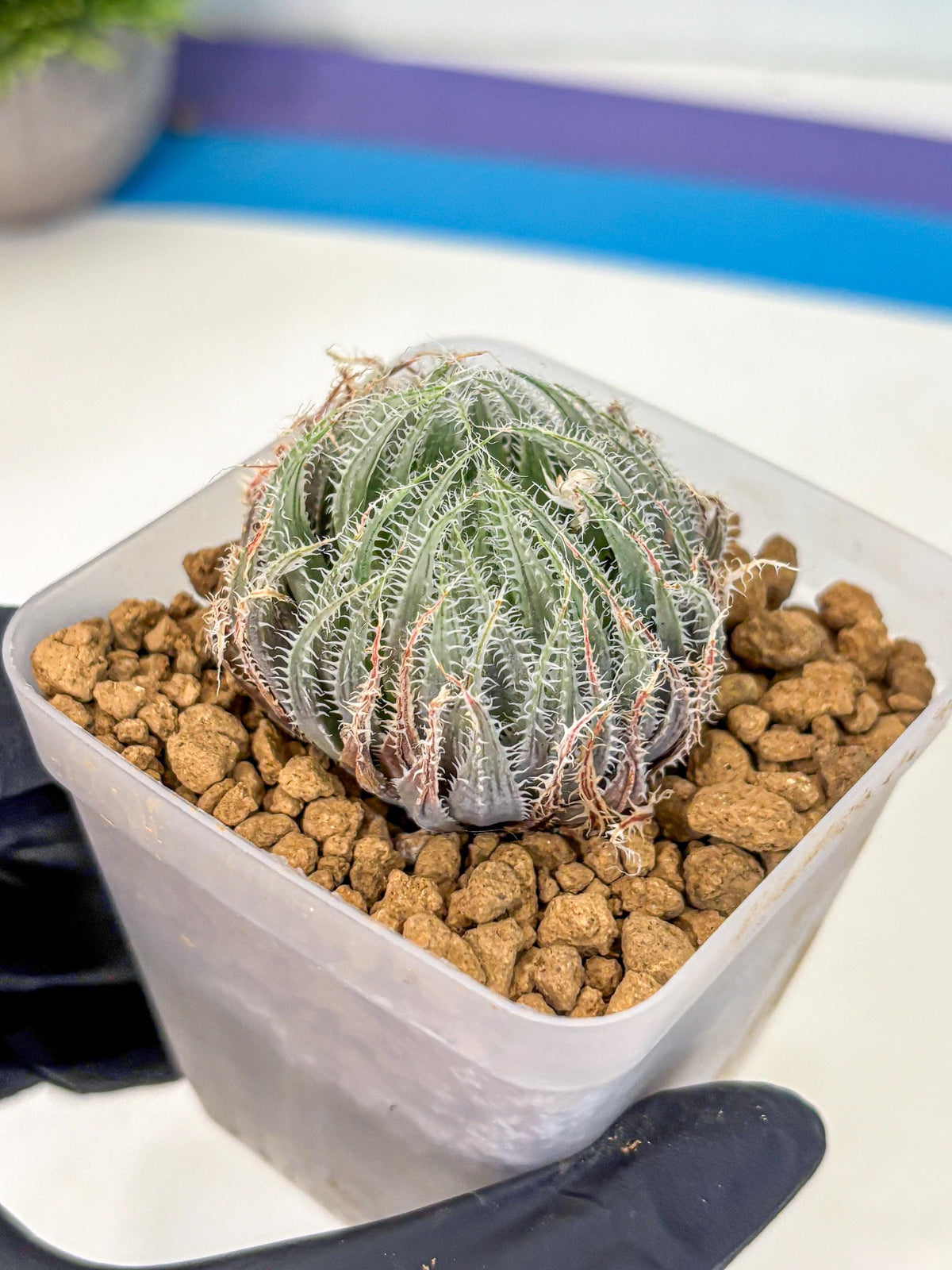 Haworthia Cummingii (wa8) (o1) | Easy Care Succulent
