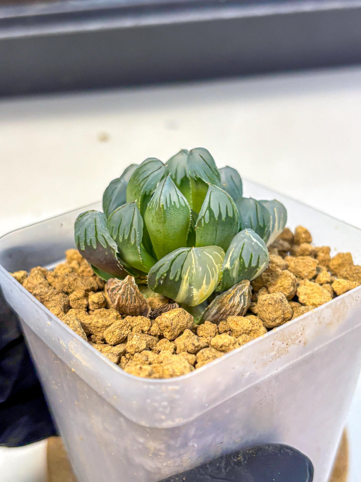 Haworthia Obtusa Crystals Suishou (wa8) (4) | Easy Care Succulent