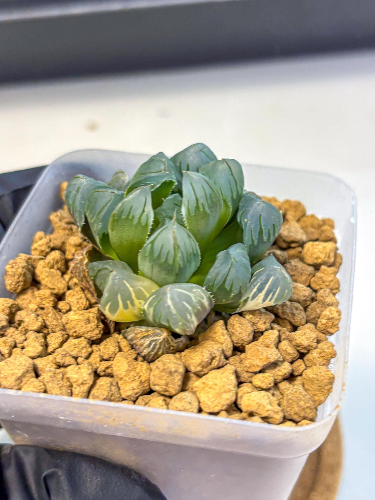 Haworthia Obtusa Crystals Suishou (wa8) (4) | Easy Care Succulent