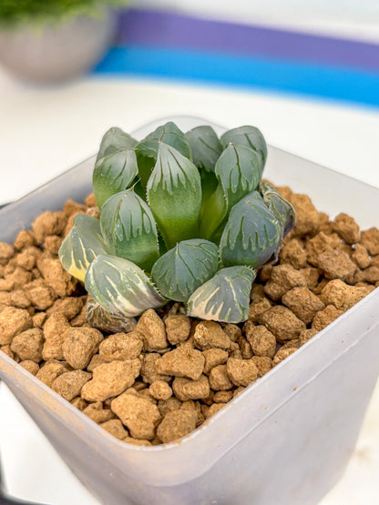 Haworthia Obtusa Crystals Suishou (wa8) (4) | Easy Care Succulent