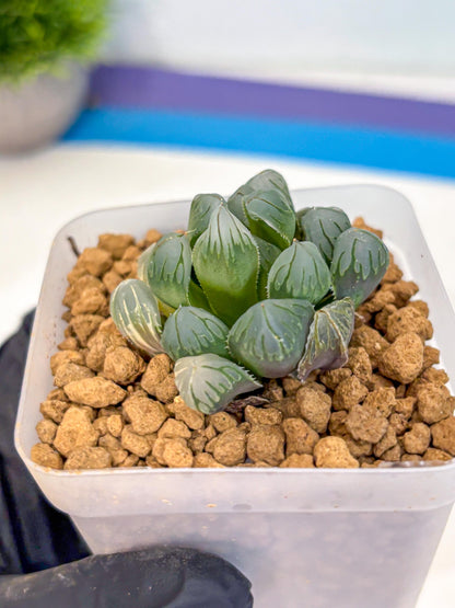 Haworthia Obtusa Crystals Suishou (wa8) (4) | Easy Care Succulent