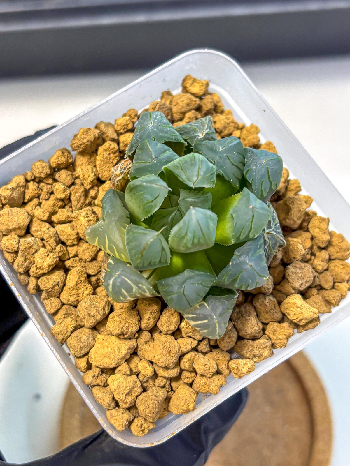 Haworthia Obtusa Crystals Suishou (wa8) (4) | Easy Care Succulent