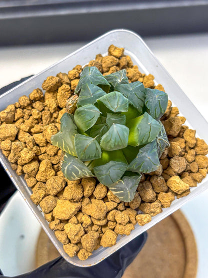 Haworthia Obtusa Crystals Suishou (wa8) (4) | Easy Care Succulent
