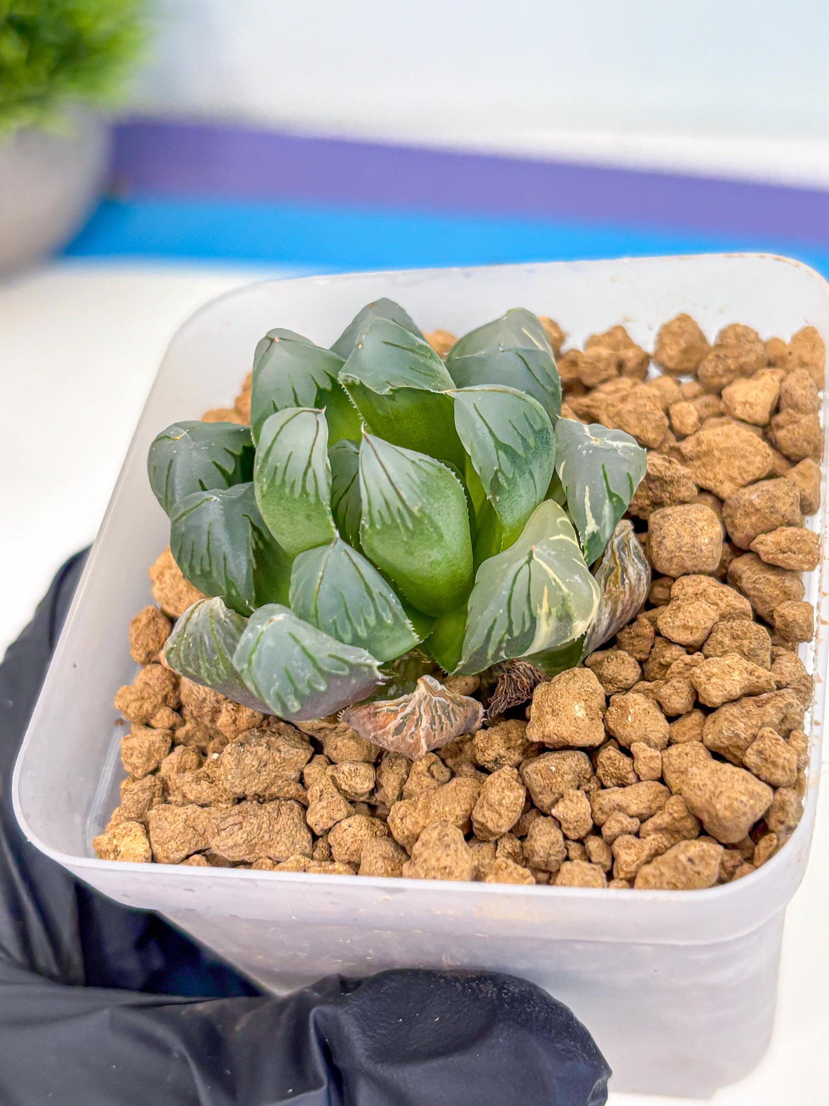 Haworthia Obtusa Crystals Suishou (wa8) (4) | Easy Care Succulent