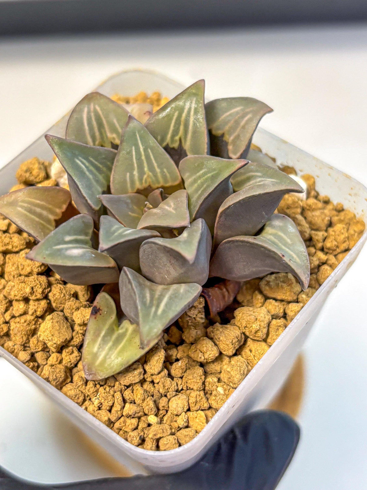 Haworthia Mutica White Window (wa8) (5) | Easy Care Succulent