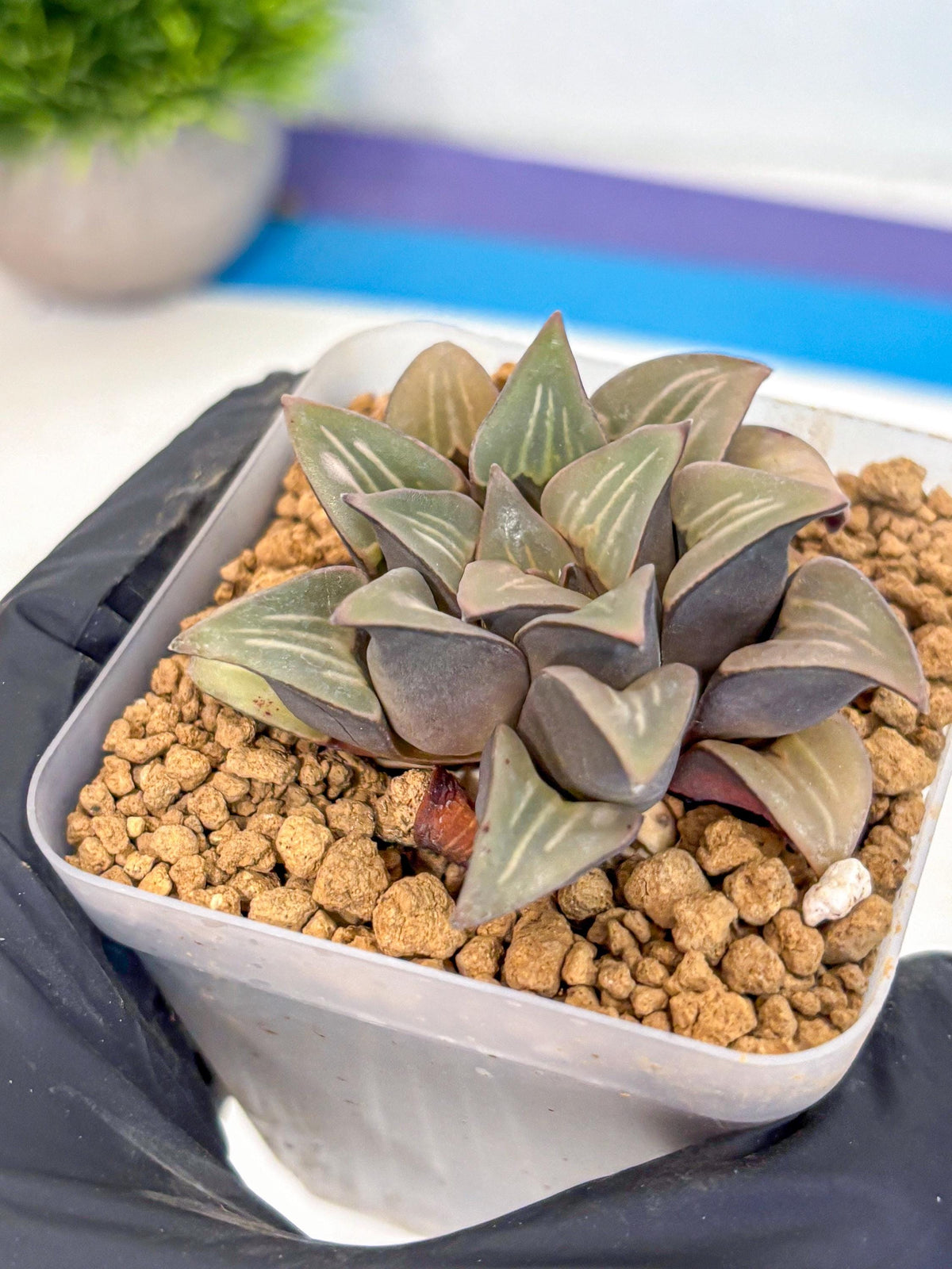 Haworthia Mutica White Window (wa8) (5) | Easy Care Succulent