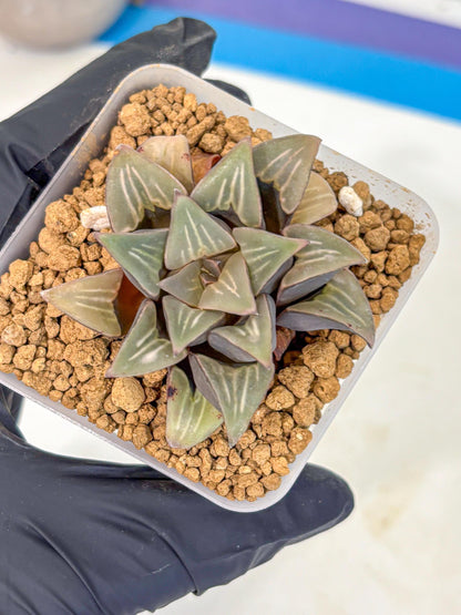 Haworthia Mutica White Window (wa8) (5) | Easy Care Succulent