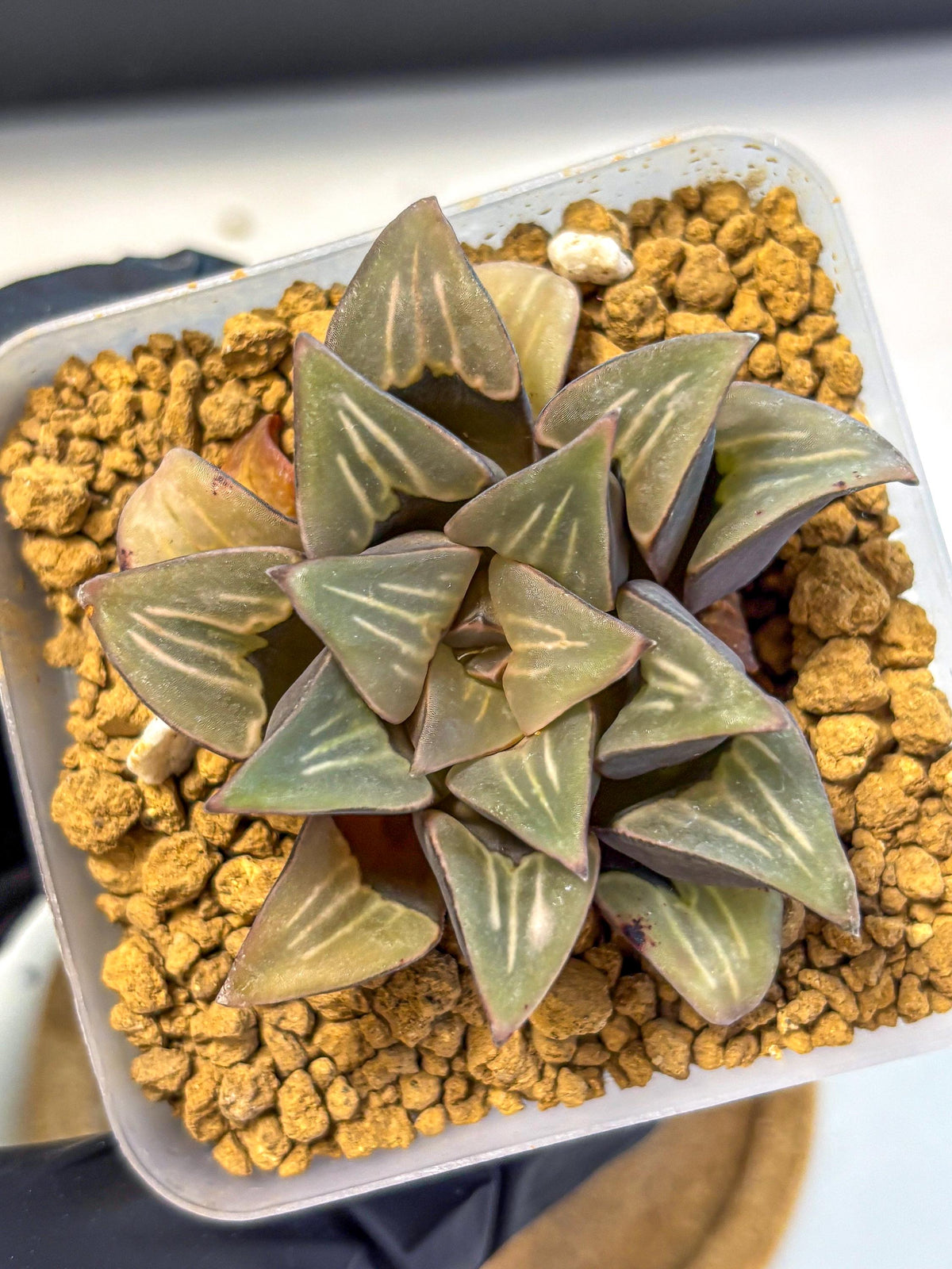 Haworthia Mutica White Window (wa8) (5) | Easy Care Succulent