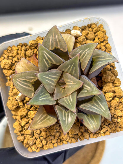 Haworthia Mutica White Window (wa8) (5) | Easy Care Succulent